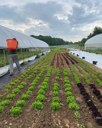 The EcoVillage farm